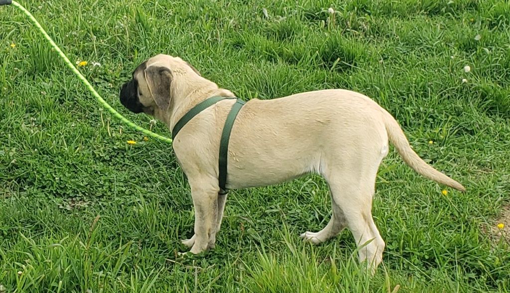 du domaine du lion d'or - Chiots disponibles - Mastiff